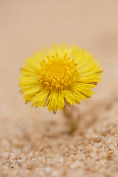 Close-up of Coltsfoot (Tussilago farfara) Blooming in Sandpit in Spring, Upper Palatinate, Bavaria, Germany