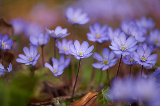 Close-up of Common Hepatica (Anemone hepatica) Blossoms in Forest in Spring, Bavaria, Germany