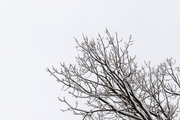 Tree branches with snow against the sky in winter