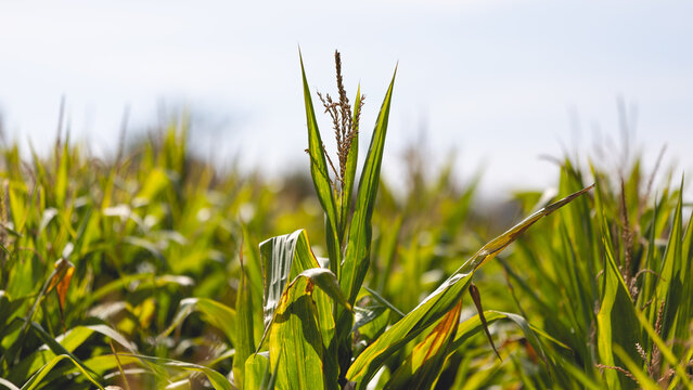 Un plant de ma&iuml;s 