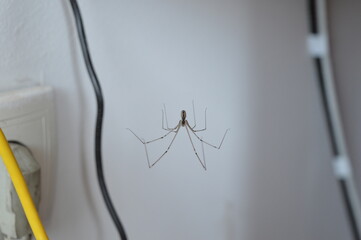 A large house spider hangs on its web among the cables of electrical appliances in the corner, selective focus