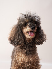 Funny small poodle on a beige background. curly dog in photo studio. Maltese, poodle