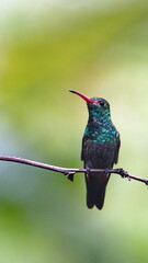 Rufous-tailed hummingbird (Amazilia Tzatcl) perched on a branch in the cloud forest in Mindo, Ecuador