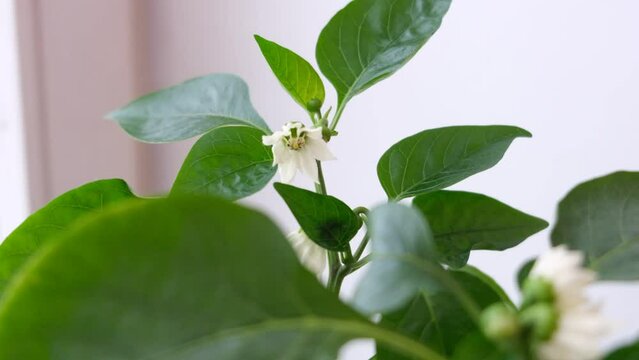 Home garden, blooming growing mini pepper bell herb in flower pot , vegetable garden on windowsill	