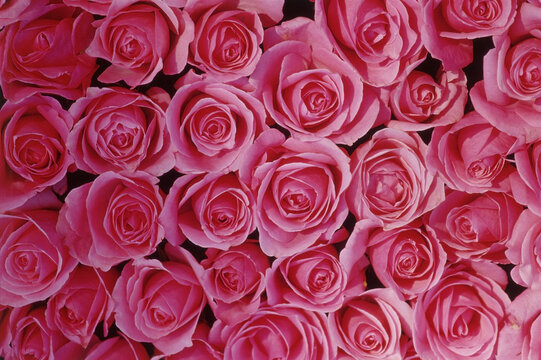 Pink Roses
