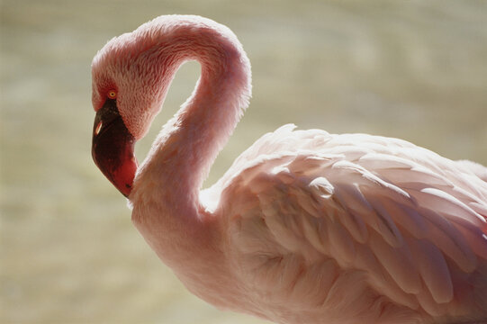 Flamingo, San Diego Zoo, California, USA