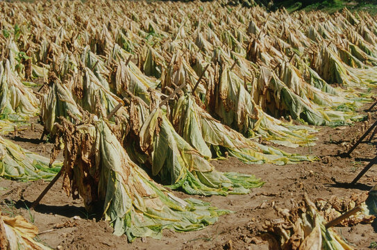 Tobacco Drying in Field, Tennessee, USA