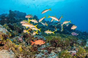 Yellow goatfish on the reef