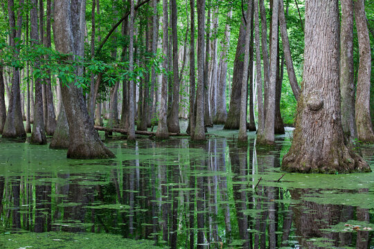 Cypress Swamp, Natchez Trace Parkway, Mississippi, USA