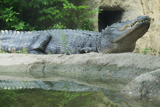Alligator, Cameron Park Zoo, Waco, Texas, USA