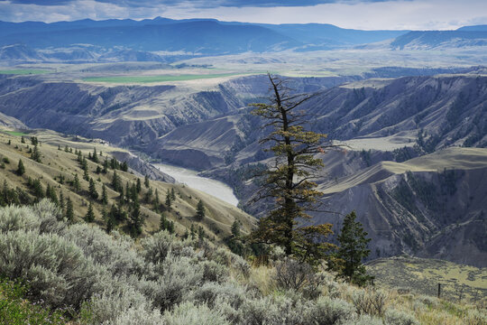 Evergreen trees and shrubs on rangeland in the Cariboo Region of British Columbia with the Fraser River and Rocky Mountains in the distance, Canada