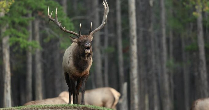 Bull Elk during the rut in the Canadian Rockies