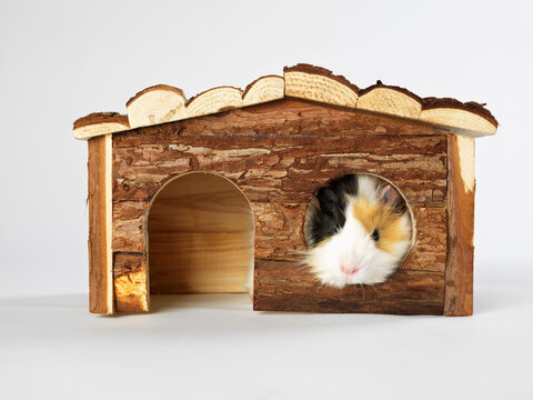 Guinea Pig