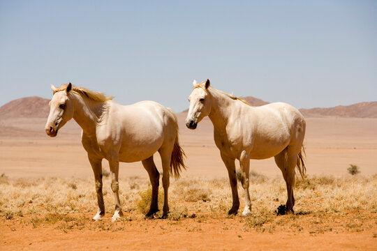 Wild Horses, Aus, Karas Region, Namibia