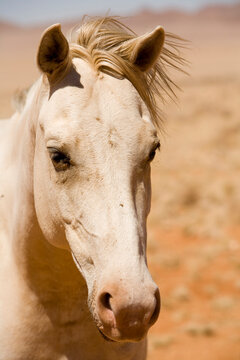 Close-up of Wild Horse, Aus, Karas Region, Namibia
