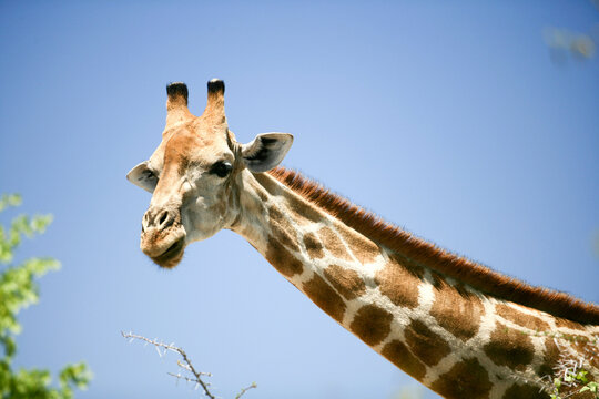 Giraffe, Etosha National Park, Kunene Region, Namibia