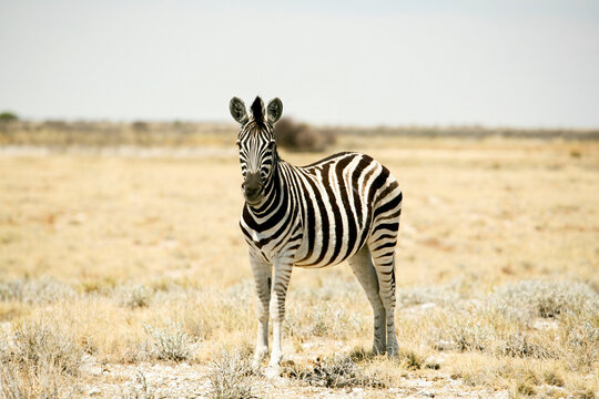 Zebra, Etosha National Park, Kunene Region, Namibia