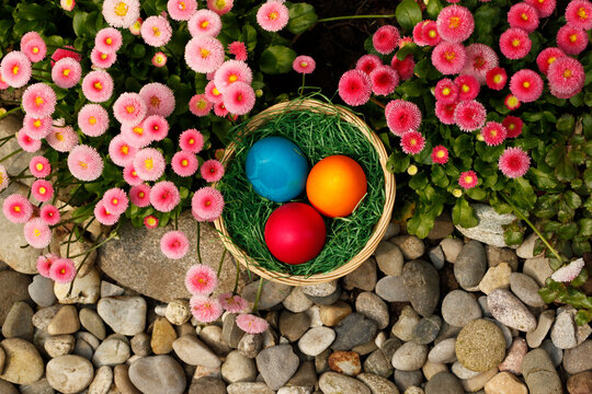 Easter Eggs and English Daisies