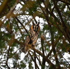 owl sits on the tree.