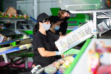 Fototapeta na wymiar Adult employes in protective face masks for prevent spread of virus disease sorting fresh ripe mangoes at fruit warehouse