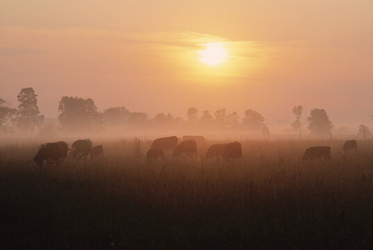 Cattle at Dawn near Clinton, Ontario, Canada