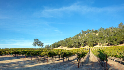 Fototapeta na wymiar Shadows and sunlight over winery vineyard in Paso Robles California United States