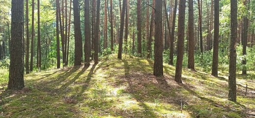 Sunny rays in summer forest. Wood landscape. Pine forest with trees on glade