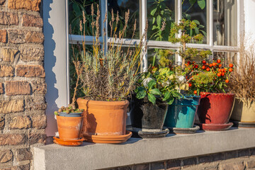 Fototapeta na wymiar Potted plants outside in sunlight on a windowsill of an old house. It is a sunny day at the end of the autumn season. The photo was taken in the Beguinage of the Dutch city of Breda.