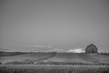 old barn in the field