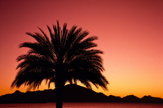 Silhouette of Palm Tree at Sunrise Near Guaymas, Mexico