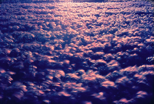 Overview of Wild Barley Field, Near Fort McLeod, Alberta, Canada