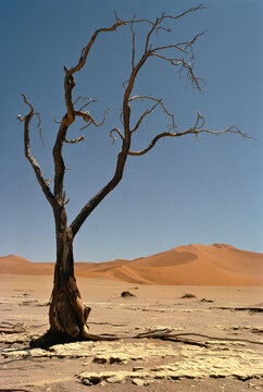 Dead Tree in Desert, Namibia