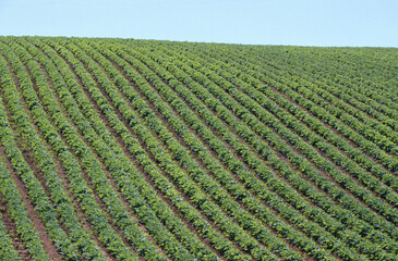 Field of Green Beans, Pereau, Nova Scotia, Canada