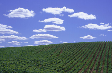 Field of Green Beans, Pereau, Nova Scotia, Canada