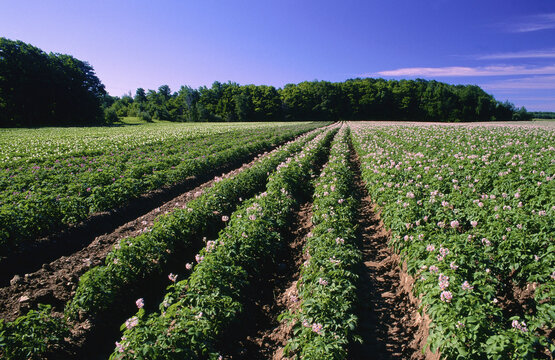 Potato Field, Portageville, New York, USA