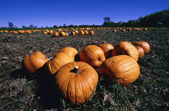 Field of Pumpkins, Aylmer, Quebec, Canada