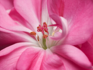 Pelargonium (Geranium)pink blossom close up in macro details.Fully flourishing flower.