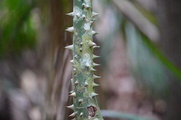 Ceiba pentandra is a tropical tree of the order Malvales and the family Malvaceae (previously separated in the family Bombacaceae). Location: Amazon, Brazil