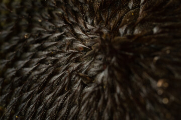 texture of the middle of the sunflower macro