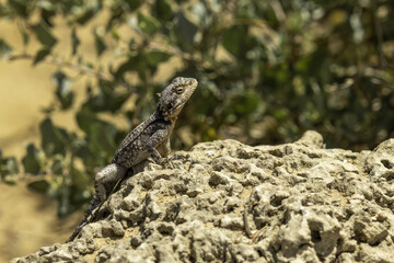 lizard on the rock