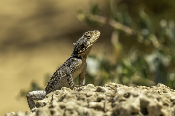 lizard on the rock