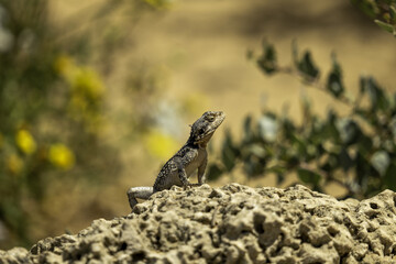 lizard on a stone