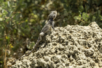 lizard on the rock