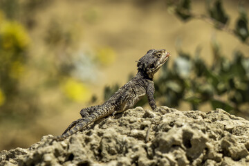 lizard on the rock