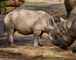 Naklejka premium white rhino and calf