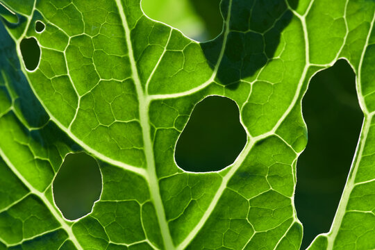 Close-up View Of Bite Marks On A Kale Leaf