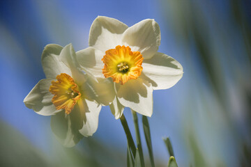 Daffodils