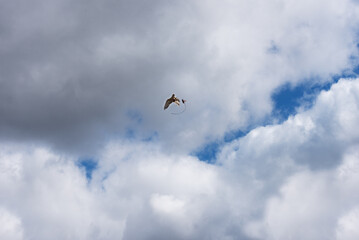 Falconry, hawking or gamehawking with birds of prey