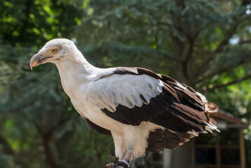 The palm-nut vulture, vulturine fish eagle, a large bird of prey. Portrait