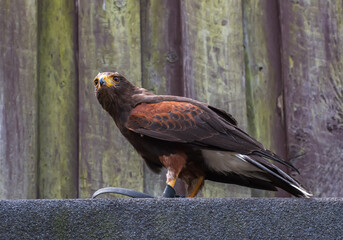 Harris's hawk, Parabuteo unicinctus, the bay-winged hawk, dusky hawk, a wolf hawk, peuco